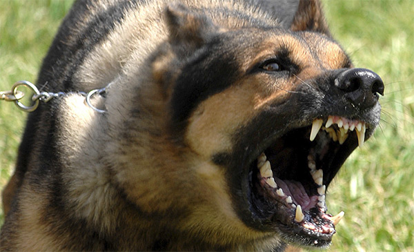 Defense Against Dogs