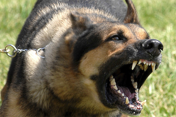 Defense Against Dogs